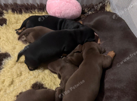 Miniature dachshund