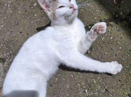 Female kitten looking for new home