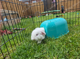 Two Bunnies for rehoming
