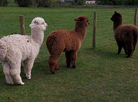 Three pet Boys 9 month's old .