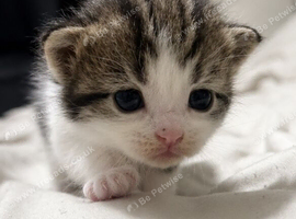 Ragdoll x tabby kittens