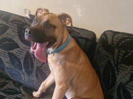 Rehome needed for this beautiful boy