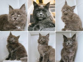 Ready now - Blue Maine coon kittens - DNA health tested parents