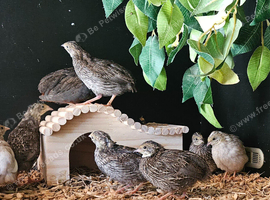 Group of 8 Chinese painted button quail