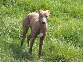 Whippet/greyhound