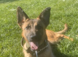 Dutch Herder Female pup for Rehome