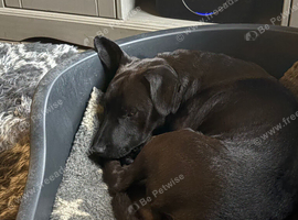 15 month old Patterdale terrier male