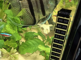 Fish for sale