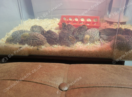 Coturnix quail x9