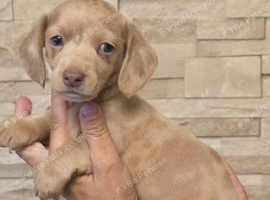 Pet priced miniature dachshunds