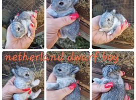 Netherland dwarf babies available for reserve