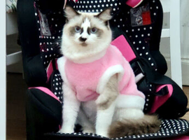 Beautiful 2-Year-Old Bicolour Girl Looking for a Loving Pet Home
