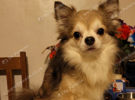 RKC reg long coat chihuahua boys