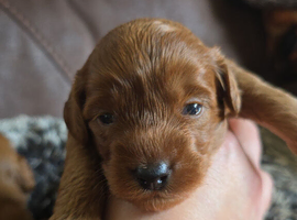 F1b cockapoo puppies
