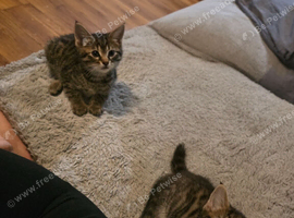 2 male Ragdoll cross Tabby kittens for sale