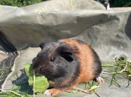 5 lovely baby sows