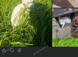 Missing male cat bread