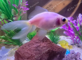 3 fancy goldfish