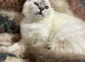 Tica ragdoll kittens