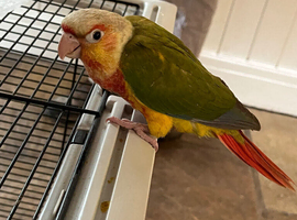 DNA tested, hand reared conures.