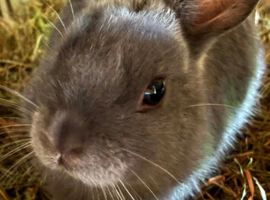 Baby Netherland dwarf babies 2 left