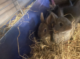 Need home as soon as possible,  beautiful mini Rex&rsquo;s