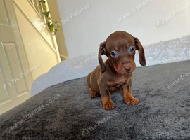 EXTRA miniature dachshund puppy
