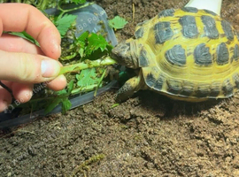 YOUNG HORSEFIELD TORTOISE