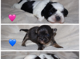 coloured dobbie imperials kc registered