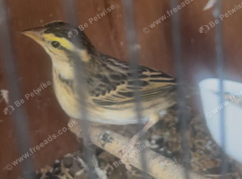 Male bishop finch. Exchange or sell