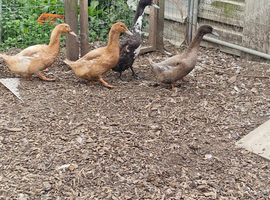 2 runner drakes available