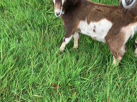 Half Pygmy kid