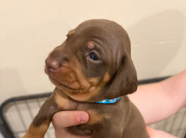 Dachshund puppies
