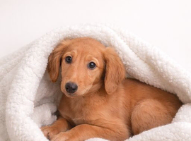 Lurcher Puppy