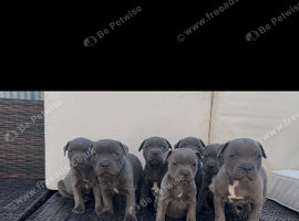 classical blue staffys