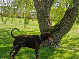 Rehome