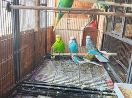 BUDGIES