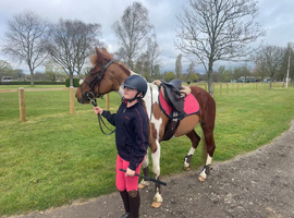 Project pony Tess for sale !!