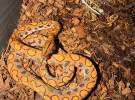 Male Rainbow Boa