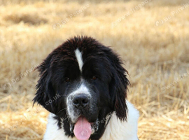 Spanish import kc registered Newfoundland boy