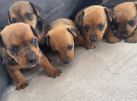 Beautiful litter of 5 jack russel/terrier puppies