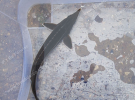 Sterlet sturgeon