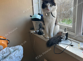 Cats for sale