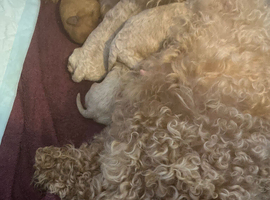 3 cockapoo puppies