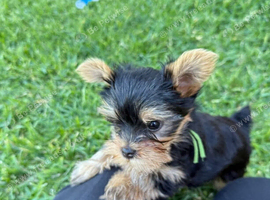 Yorkshire terrier female