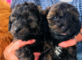 Jackapoo puppies