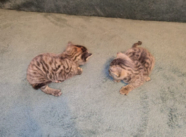 Adorable bengal cross kittens looking for their homes