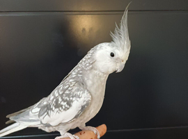 Beautiful fully tame handreared Cockateil