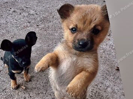 Fox face Pomeranian only 2 month old