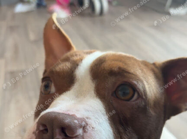 American Bully